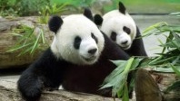 A Berlin, pour les nouveaux pandas géants