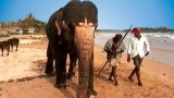 Le tourisme au Sri Lanka au secours des éléphants