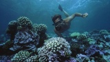 Les Maldives s’engagent pour l’année internationale des récifs coralliens