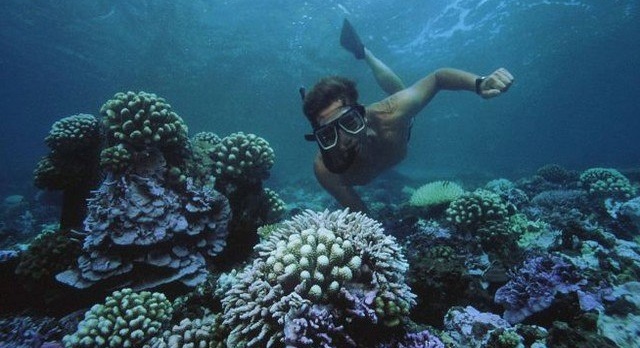 Maldives commits to International Year of the Coral Reef