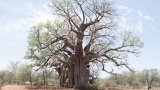 Africa’s oldest baobabs die suddenly. Why?