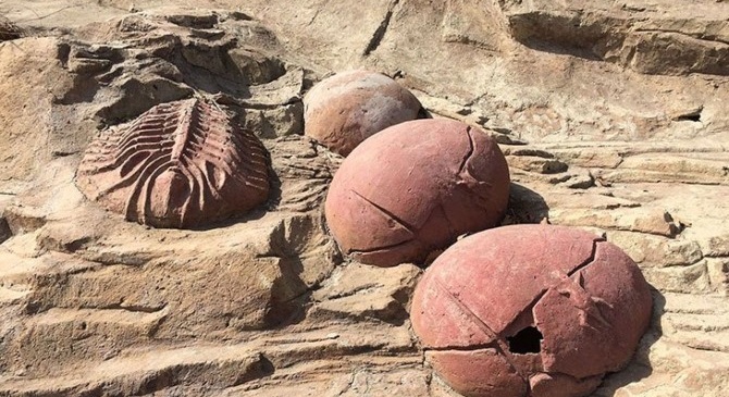 74 million years later, eggs