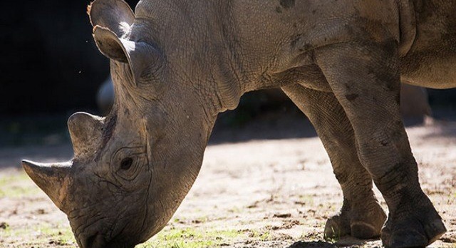 Six rhinos fly 5,000 kilometres