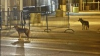 Les coyotes sont entrés dans Montréal