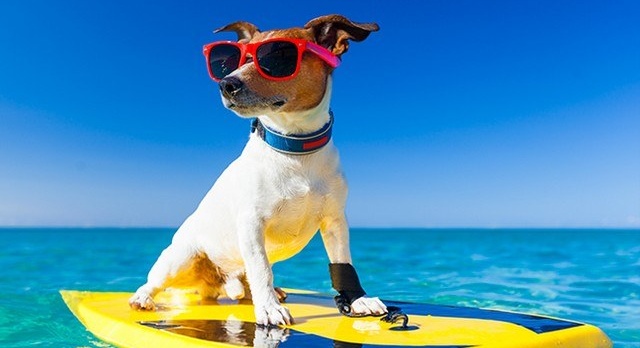 3 hotels to go on holiday with your pets