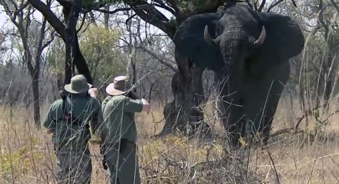 Can poaching hinder tourism ?