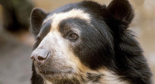 The spectacled bear, a unique species in the Andean Choco of Pichincha, a UNESCO biosphere reserve