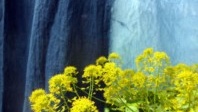 De l’ Or bleu, au coeur de l’ Occitanie