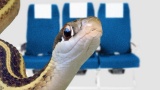 Un serpent dans l’avion
