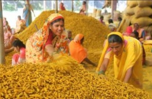 In India, Sri Lanka and Bangladesh : Turmeric, a spice with Miraculous Benefits