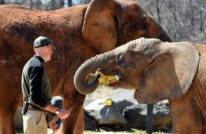 The sale of elephants to zoos and parks will soon be banned