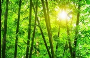 Tourism and Covid-19: Why Saving Forests Can Stop the Next Pandemic