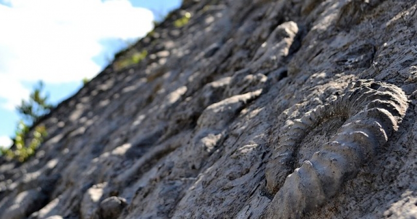 Pourquoi la Dalle aux Ammonites casse la baraque