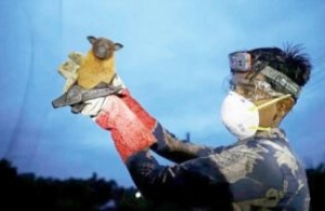 Nipah virus, India confirms