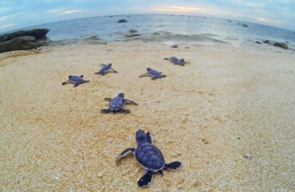 Rare hatching of hundreds of green turtles in Kélonia