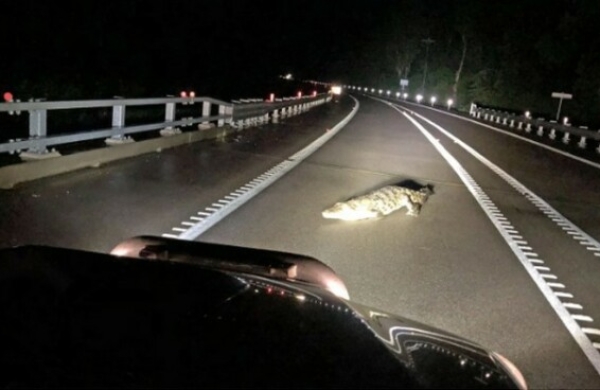 There are crocodiles everywhere in the city here