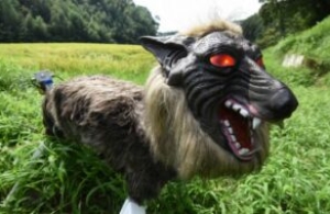 Robot wolves to scare away bears