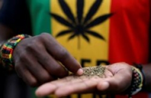 Industrial cannabis in Ghana ?